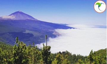 Delfiny i Teide: Wycieczka,...