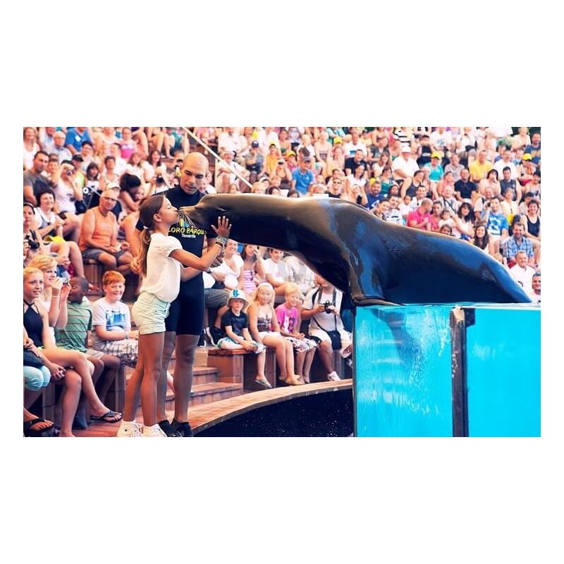 Loro Park Tenerife – spectacle d’otaries
