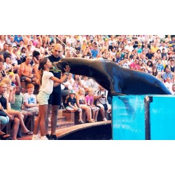 Loro Park Tenerife – espectáculo de leones marinos