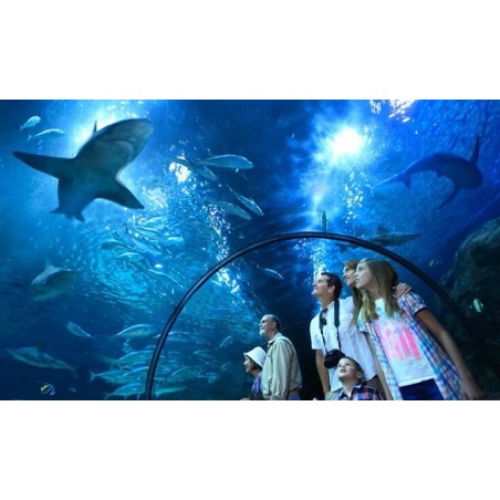 Loro Park Teneryfa – akwarium z rekinami