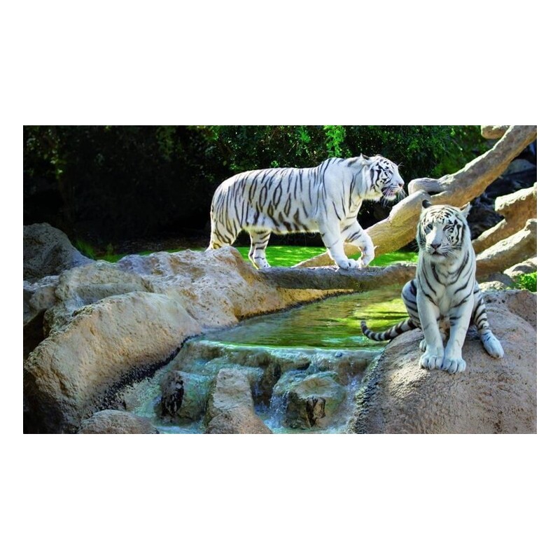 Loro Park Tenerife – tigres blancos