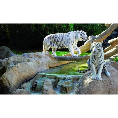 Loro Park Teneriffa – weiße Tiger