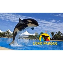 Loro Park Тенерифе – шоу косаток