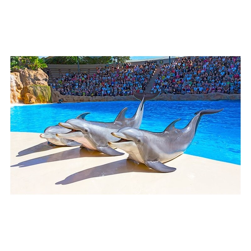 Loro Park Teneriffa – Delfinshow