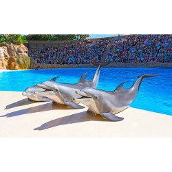 Loro Park Teneriffa – Delfinshow