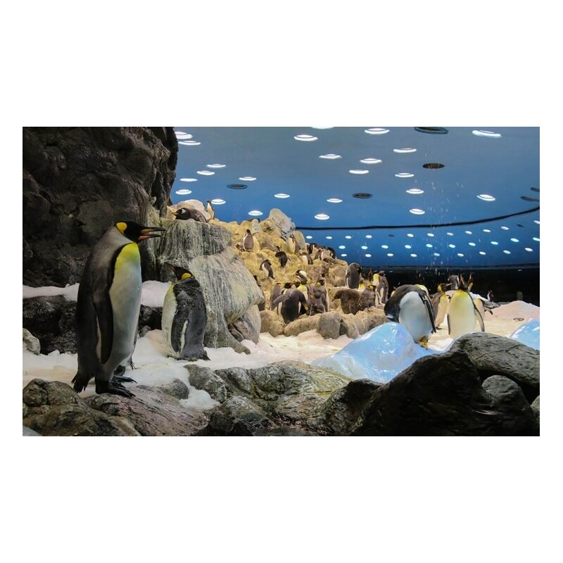 Loro Park Tenerife – pingüinario