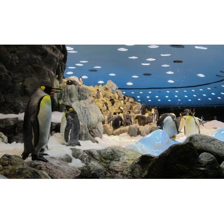 Loro Park Teneriffa – Pinguinarium