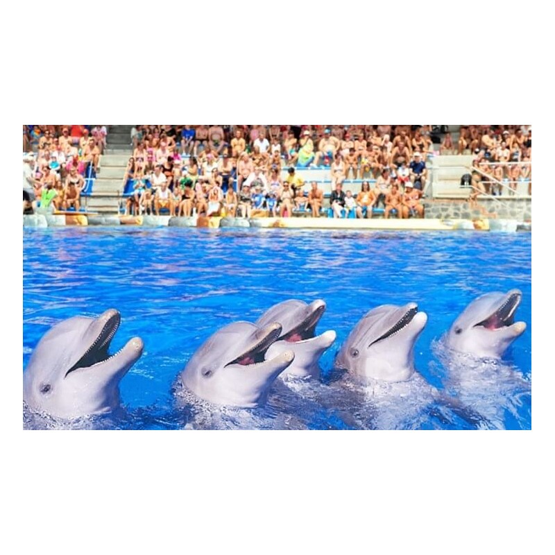 Aqualand Teneryfa – pokaz delfinów