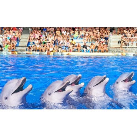 Aqualand Teneryfa – pokaz delfinów