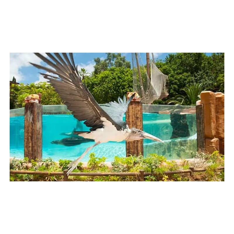 Jungle Park Teneryfa – ptak w locie