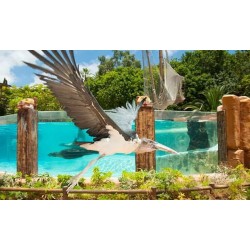 Jungle Park Tenerife – ave en vuelo