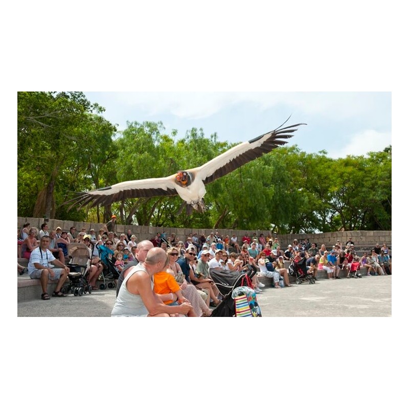 Jungle Park Teneryfa – pokaz ptaków
