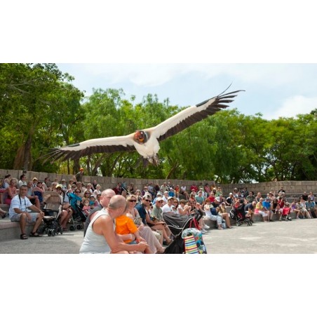 Jungle Park Teneryfa – pokaz ptaków