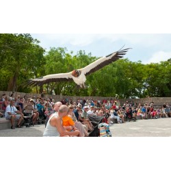Jungle Park Tenerife – espectáculo de aves