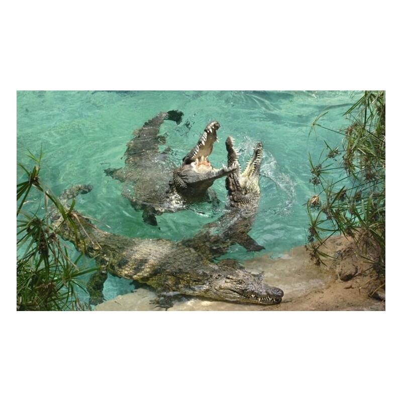 Jungle Park Teneriffa – Krokodile