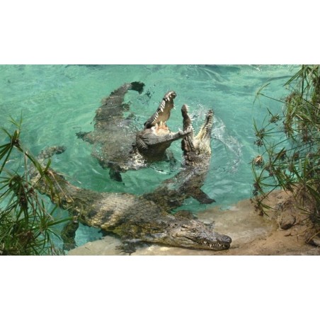 Jungle Park Teneryfa – krokodyle