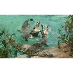 Jungle Park Teneryfa – krokodyle