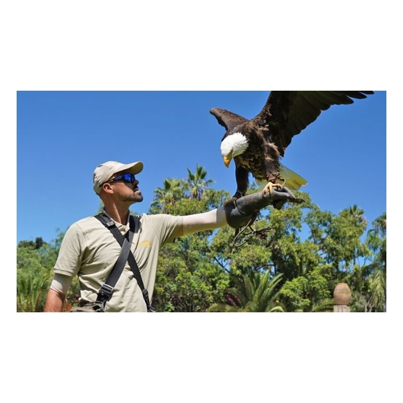 Jungle Park Tenerife – eagle show