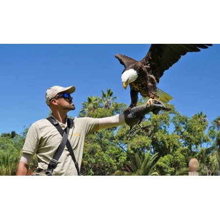 Jungle Park Tenerife – espectáculo de águilas
