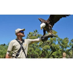 Jungle Park Tenerife – espectáculo de águilas