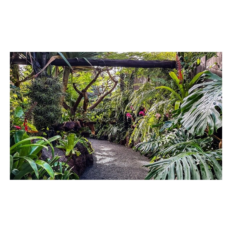 Jungle Park Teneryfa – ścieżka w dżungli