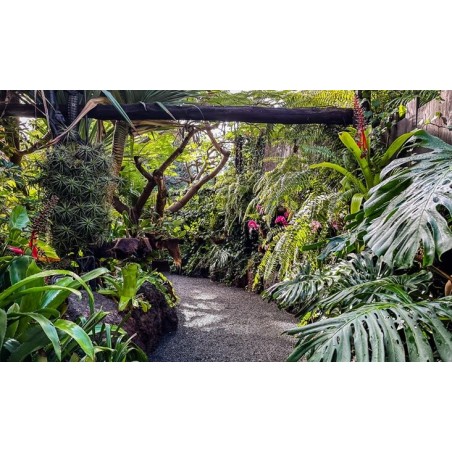 Jungle Park Teneryfa – ścieżka w dżungli