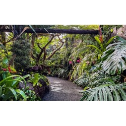 Jungle Park Teneryfa – ścieżka w dżungli