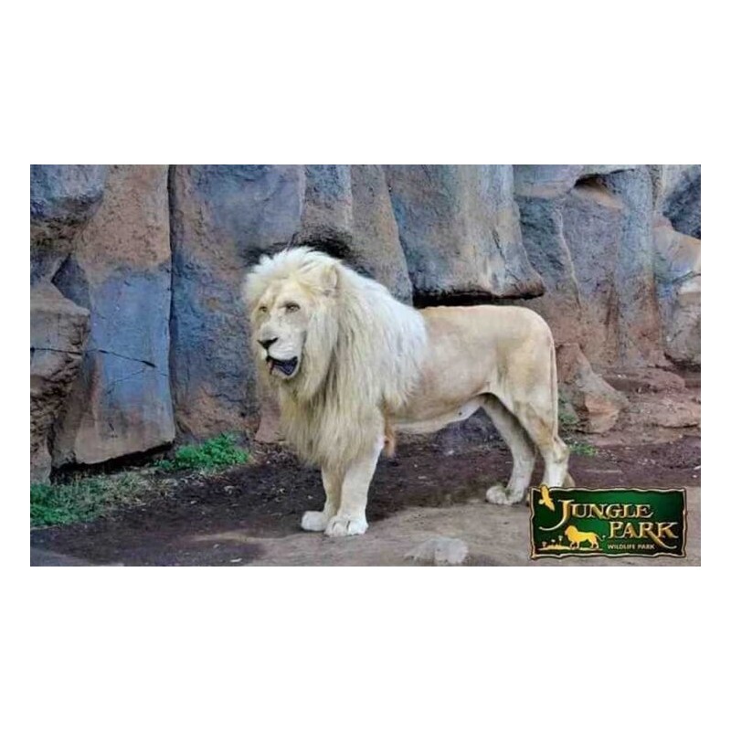 Jungle Park Tenerife – lion blanc