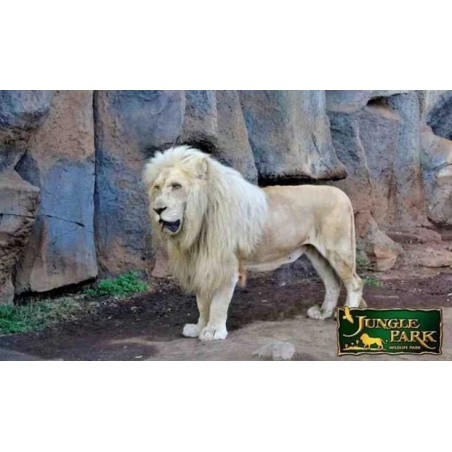 Jungle Park Teneriffa – weißer Löwe