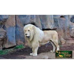Jungle Park Teneriffa – weißer Löwe