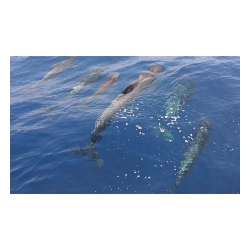 Freebird Teneriffa – Delfinbeobachtung