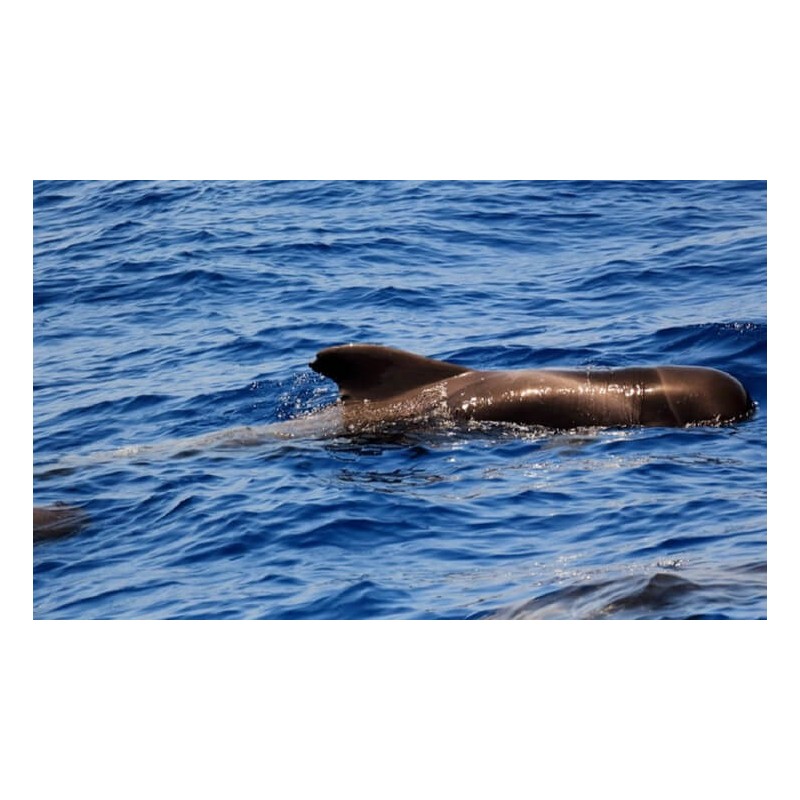 Freebird Teneryfa – delfiny ocean