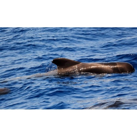 Freebird Teneryfa – delfiny ocean