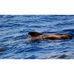 Freebird Teneryfa – delfiny ocean