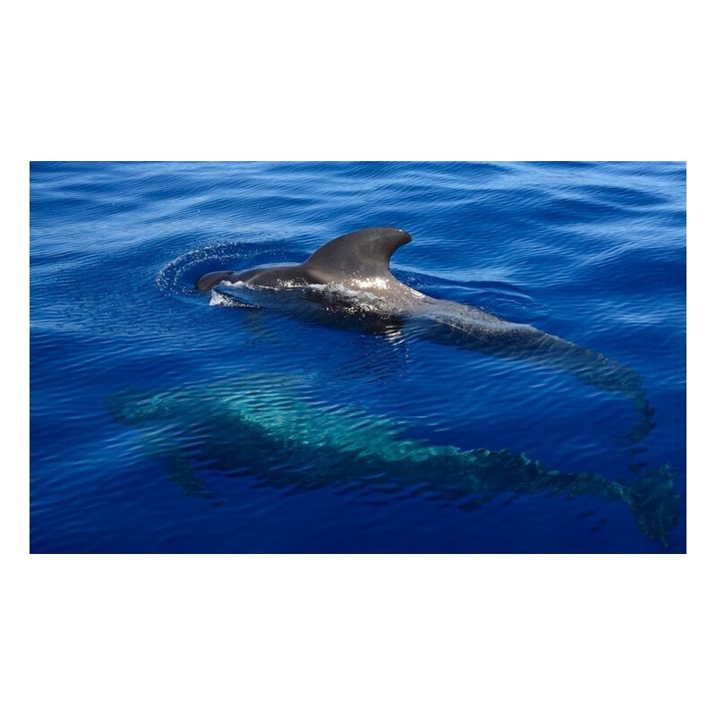 Freebird Teneryfa – delfiny Teneryfa