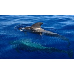 Freebird Teneryfa – delfiny Teneryfa