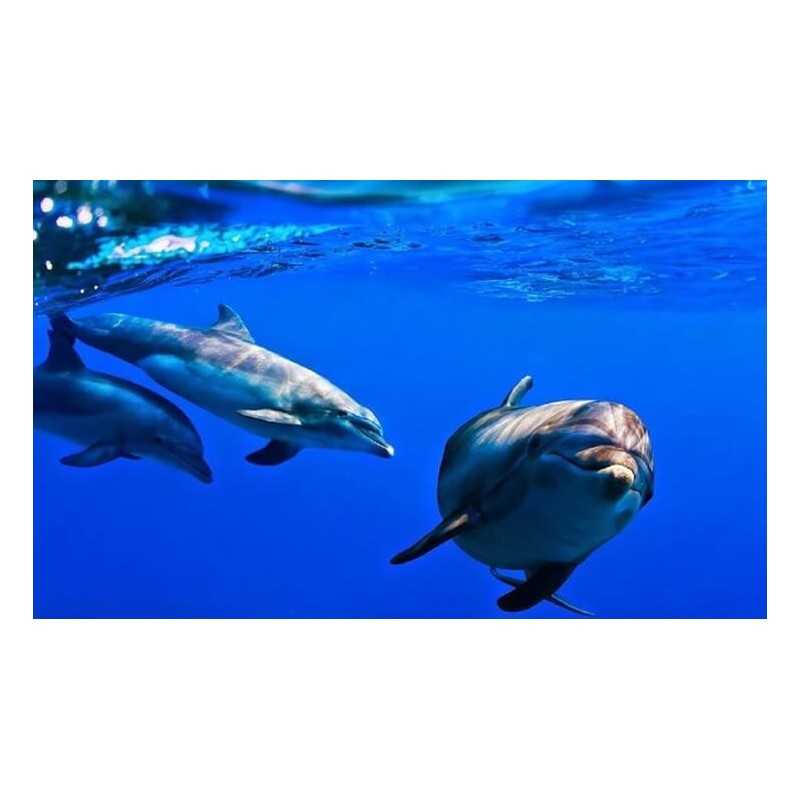 Croisière en catamaran Tenerife – dauphins dans l’océan