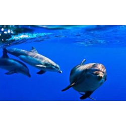 Rejs katamaranem Teneryfa – delfiny na oceanie