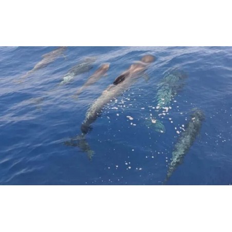 Katamaranfahrt Teneriffa – Delfinbeobachtung