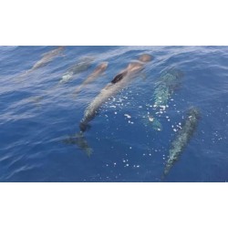 Katamaranfahrt Teneriffa – Delfinbeobachtung