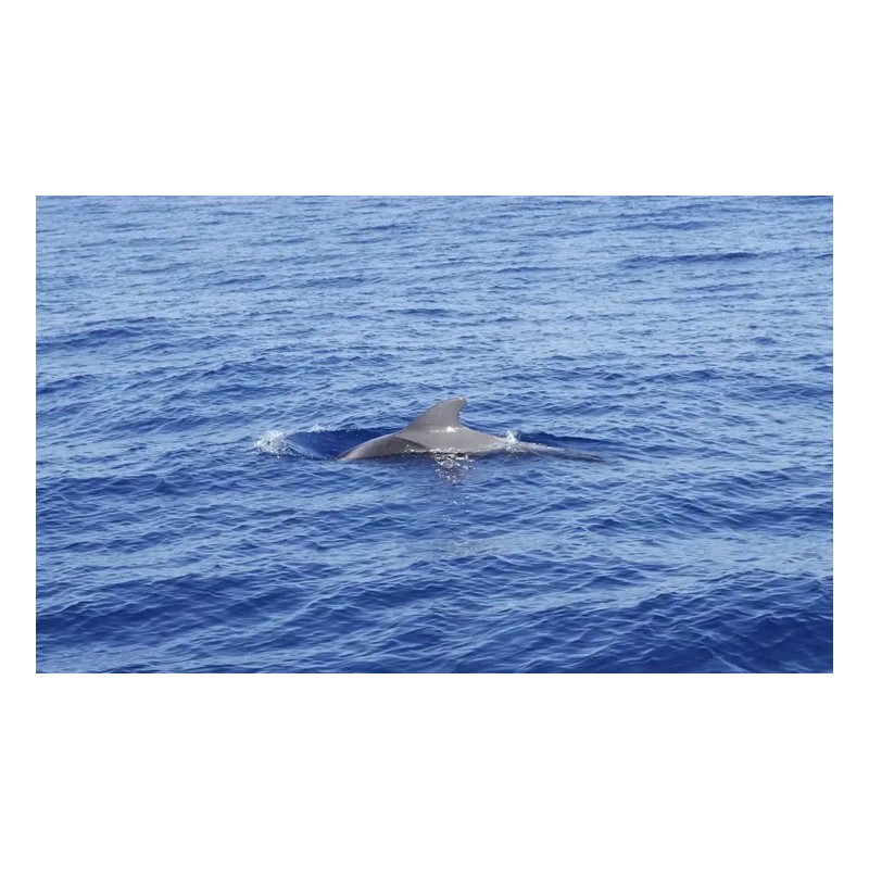 Croisière en catamaran Tenerife – dauphins dans la nature