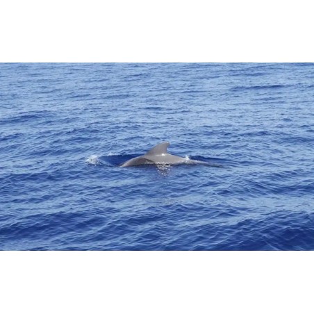 Katamaranfahrt Teneriffa – Delfine in der Natur