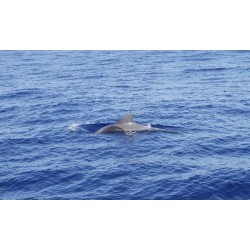 Rejs katamaranem Teneryfa – delfiny w naturze