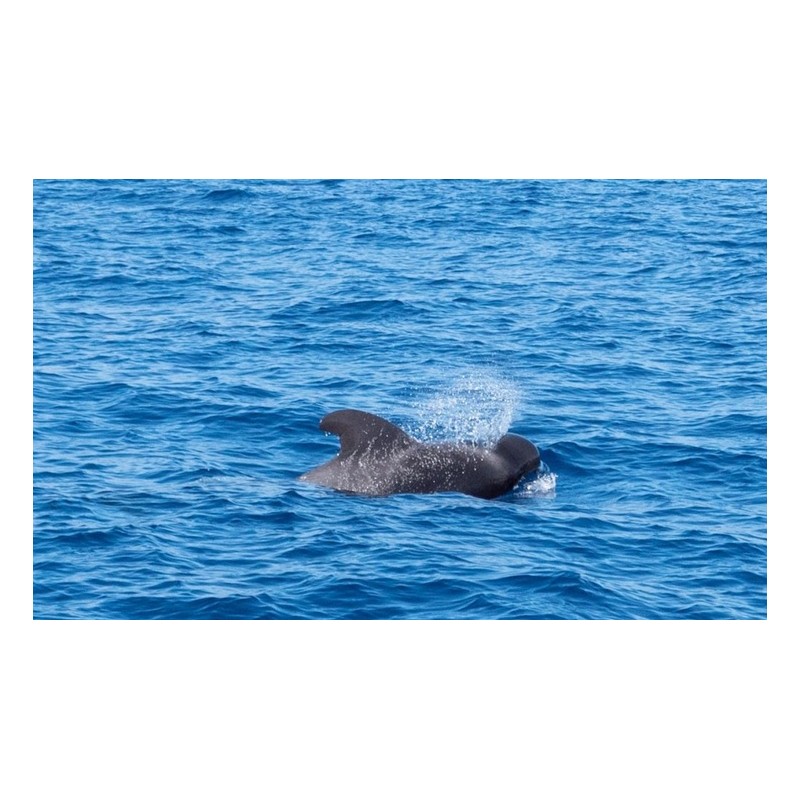 Katamaranfahrt Teneriffa – Begegnung mit Delfinen