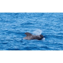 Croisière en catamaran Tenerife – rencontre avec les dauphins