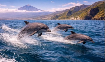 Croisière en catamaran Tenerife – dauphins et océan