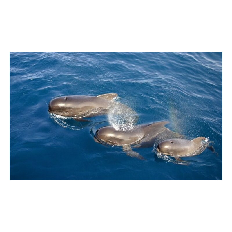 Croisière en yacht Tenerife – observation des baleines