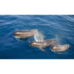 Tenerife yacht cruise – whale watching