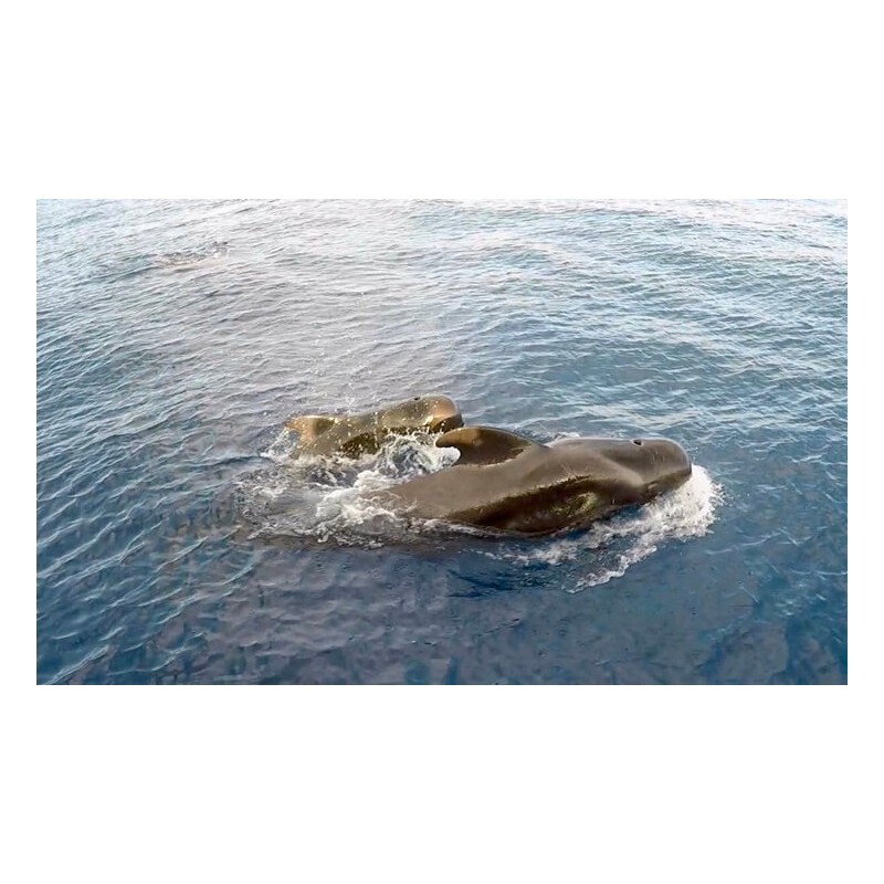 Rejs jachtem Teneryfa – wieloryby na oceanie