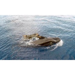 Paseo en yate Tenerife – ballenas en el océano